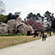 上賀茂神社の桜9