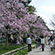 半木の道の桜2