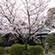 渉成園の桜1