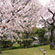 渉成園の桜2
