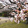 渉成園の桜3