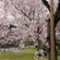 渉成園の桜4