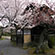 渉成園の桜7