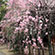 御香宮神社の桜10