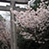 御香宮神社の桜2