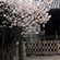 御香宮神社の桜3