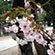 御香宮神社の桜4