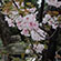 御香宮神社の桜5