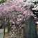 御香宮神社の桜8