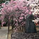 御香宮神社の桜9