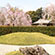 城南宮の桜4