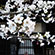 勝持寺の桜11