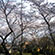 勝持寺の桜2