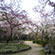 勝持寺の桜4