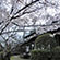 勝持寺の桜7