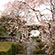 善峯寺の桜4
