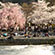 渡月橋・嵐山公園の桜5