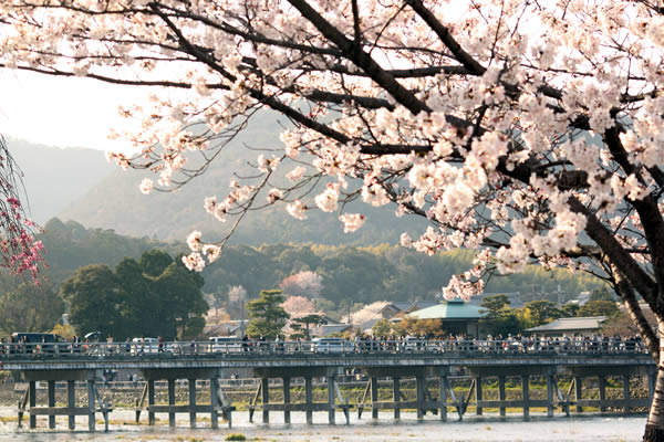 渡月橋・嵐山公園の桜
