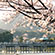 渡月橋・嵐山公園の桜7
