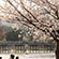 渡月橋・嵐山公園の桜8
