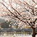 渡月橋・嵐山公園の桜9