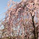 天龍寺の桜8