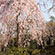 天龍寺の桜9