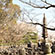 化野念仏寺の桜7