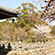 化野念仏寺の桜8