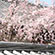 清涼寺の桜1