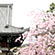清涼寺の桜2