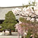 清涼寺の桜5