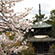 清涼寺の桜6