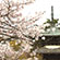 清涼寺の桜7