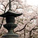 清涼寺の桜8
