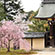 大覚寺の桜10