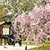 大覚寺の桜11
