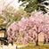 大覚寺の桜12