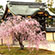 大覚寺の桜13