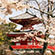 大覚寺の桜1