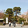 大覚寺の桜3
