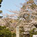 大覚寺の桜4
