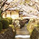 大覚寺の桜7