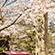 大沢池の桜1
