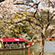 大沢池の桜2
