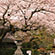 大豊神社の桜1