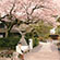 大豊神社の桜2