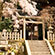 若王子神社の桜1