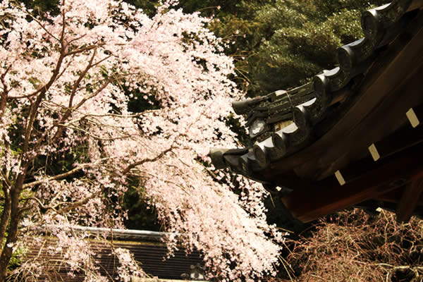 若王子神社の桜