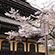 南禅寺の桜6
